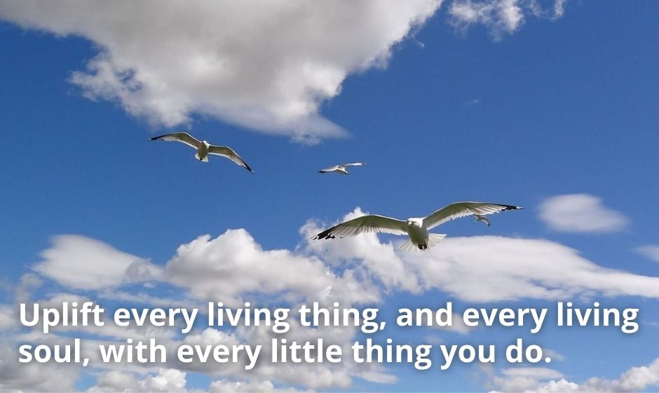Uplift every living thing, and every living soul, with every little thing you do.